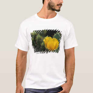 USA, Texas, Prickly Pear Cactus in bloom. T-Shirt