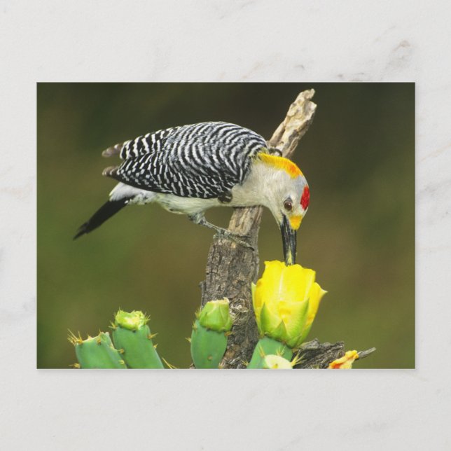 USA, Texas, Rio Grande Valley, McAllen. Male Postcard (Front)