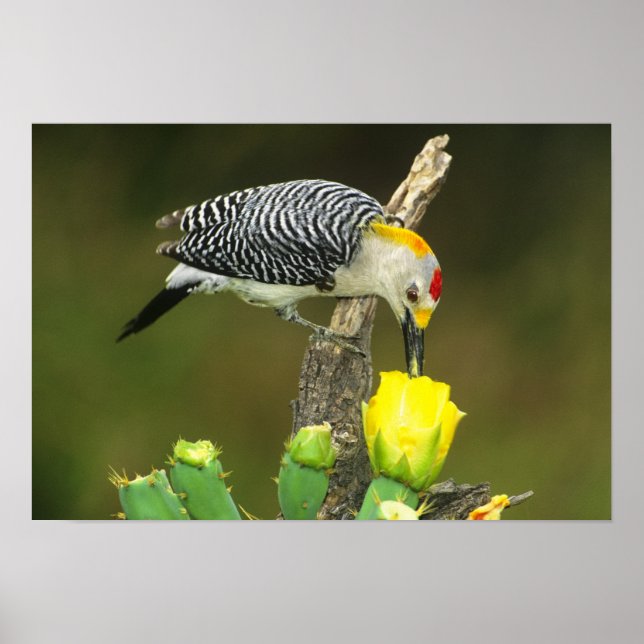 USA, Texas, Rio Grande Valley, McAllen. Male Poster (Front)