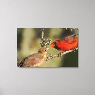 USA, Texas, Rio Grande Valley, McAllen. Mated Canvas Print