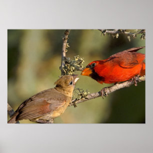 USA, Texas, Rio Grande Valley, McAllen. Mated Poster