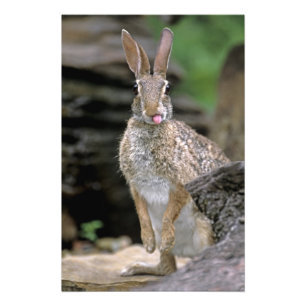 USA, Texas, Rio Grande Valley. Wild desert Photo Print