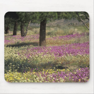 USA, Texas, Sand Verbena and Brown-eyed Mouse Mat
