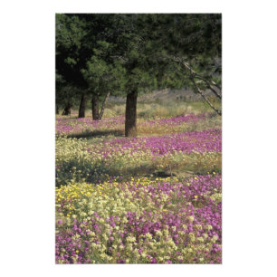 USA, Texas, Sand Verbena and Brown-eyed Photo Print