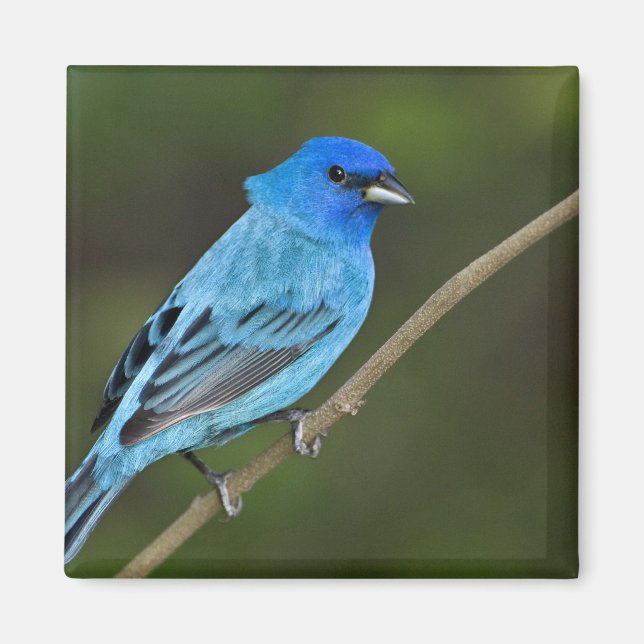 USA, Texas, South Padre Island Magnet (Front)