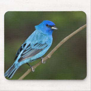 USA, Texas, South Padre Island Mouse Mat