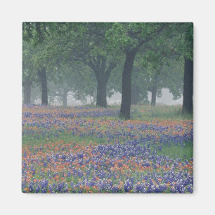 USA, Texas, Texas Hill Country Expansive field Magnet