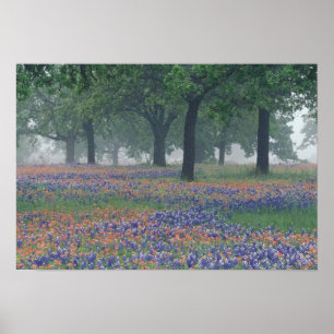 USA, Texas, Texas Hill Country Expansive field Poster
