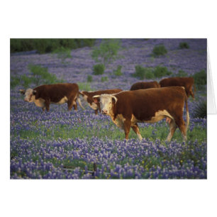 USA, Texas, Texas Hill Country, Hereford