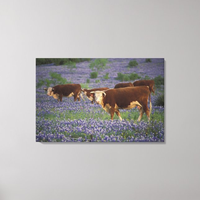 USA, Texas, Texas Hill Country, Hereford Canvas Print (Front)