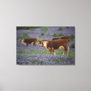 USA, Texas, Texas Hill Country, Hereford Canvas Print