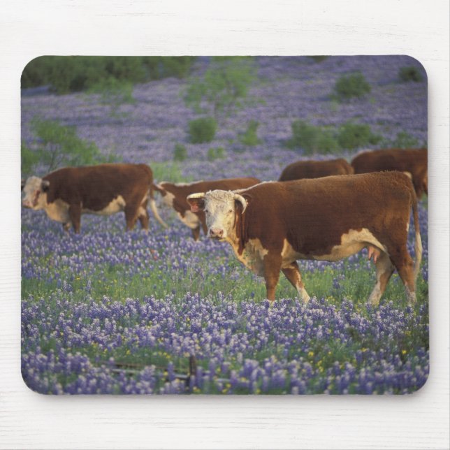 USA, Texas, Texas Hill Country, Hereford Mouse Mat (Front)