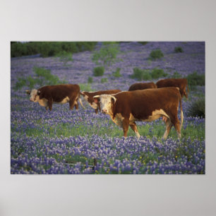 USA, Texas, Texas Hill Country, Hereford Poster