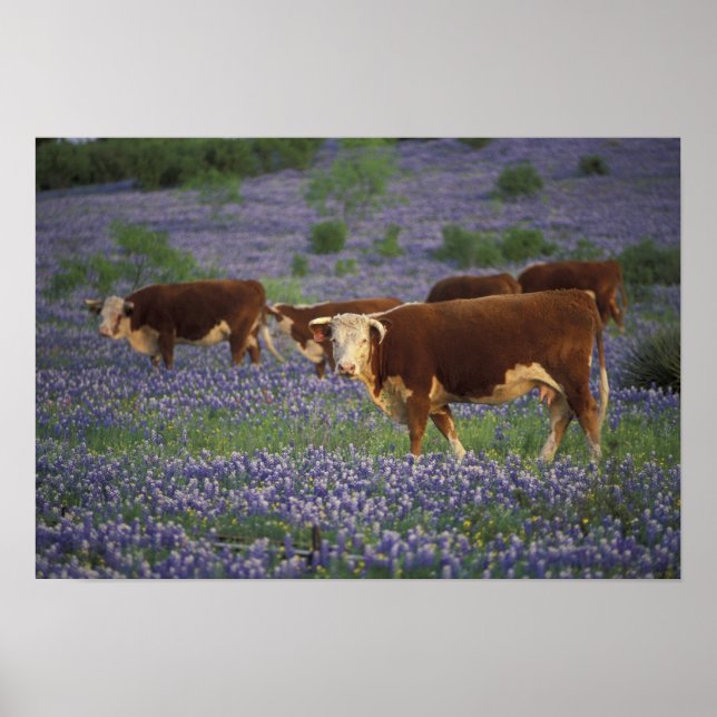 USA, Texas, Texas Hill Country, Hereford Poster (Front)