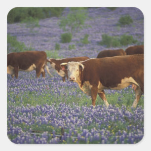 USA, Texas, Texas Hill Country, Hereford Square Sticker