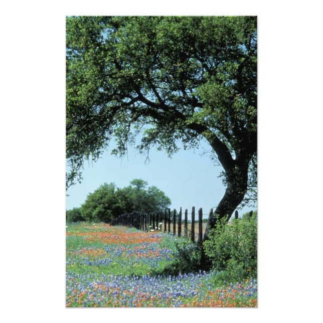 USA, Texas, Texas Hill Country Paintbrush and Photo Print (Front)