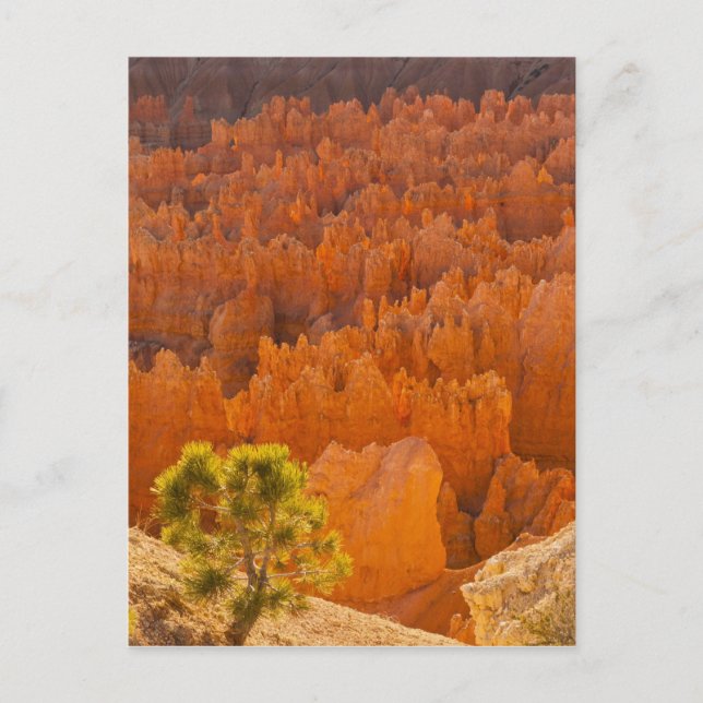 USA, Utah, Bryce Canyon National Park Postcard (Front)