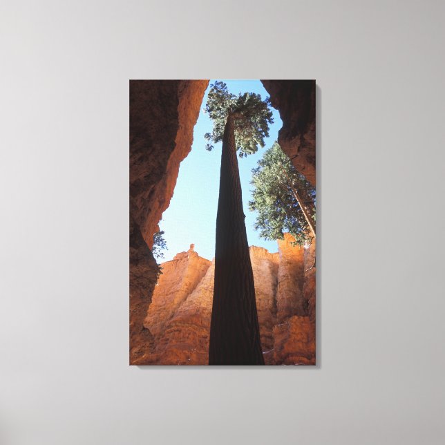 USA, Utah, Bryce Canyon National Park. Tall Canvas Print (Front)