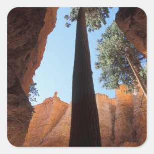 USA, Utah, Bryce Canyon National Park. Tall Square Sticker