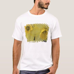 USA, Utah, Cache Valley Daffodils T-Shirt