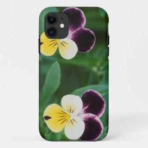 USA, Utah, Cache Valley, Johnny Jump Up iPhone 11 Case