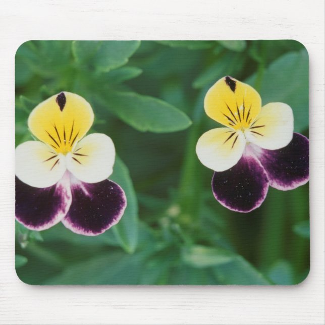 USA, Utah, Cache Valley, Johnny Jump Up Mouse Mat (Front)