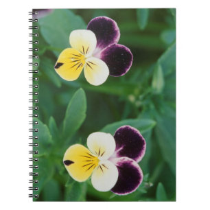 USA, Utah, Cache Valley, Johnny Jump Up Notebook