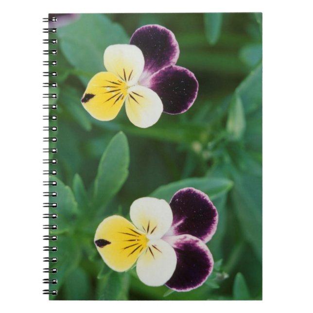 USA, Utah, Cache Valley, Johnny Jump Up Notebook (Front)
