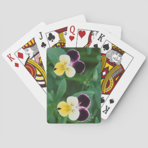 USA, Utah, Cache Valley, Johnny Jump Up Playing Cards