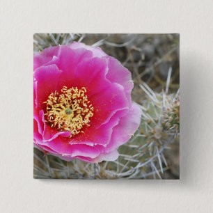 USA, Utah, Canyonlands NP, Desert Prickly Pear 15 Cm Square Badge