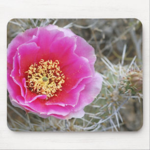 USA, Utah, Canyonlands NP, Desert Prickly Pear Mouse Mat