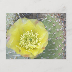 USA, Utah, Canyonlands, NP, Desert Prickly Pear Postcard