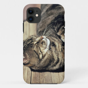 USA, Utah, Capitol Reef NP. Sleeping tabby cat iPhone 11 Case