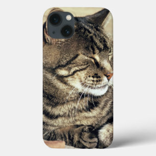 USA, Utah, Capitol Reef NP. Sleeping tabby cat iPhone 13 Case