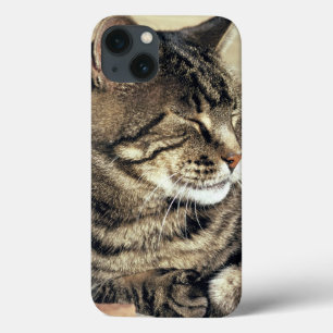 USA, Utah, Capitol Reef NP. Sleeping tabby cat iPhone 13 Case
