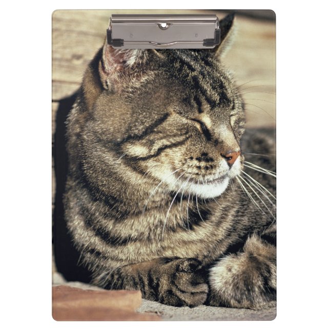 USA, Utah, Capitol Reef NP. Sleeping tabby cat Clipboard (Front)