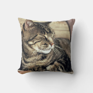 USA, Utah, Capitol Reef NP. Sleeping tabby cat Cushion