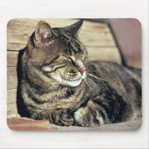USA, Utah, Capitol Reef NP. Sleeping tabby cat Mouse Mat