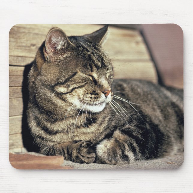 USA, Utah, Capitol Reef NP. Sleeping tabby cat Mouse Mat (Front)