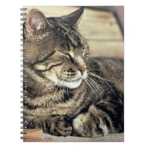 USA, Utah, Capitol Reef NP. Sleeping tabby cat Notebook