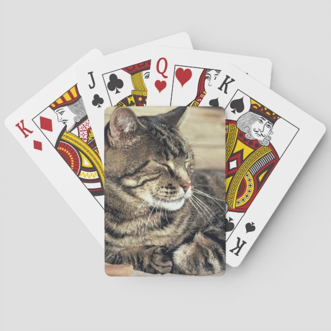 USA, Utah, Capitol Reef NP. Sleeping tabby cat Playing Cards (Back)