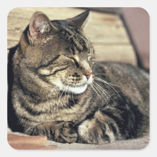 USA, Utah, Capitol Reef NP. Sleeping tabby cat Square Sticker