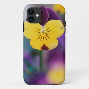 USA, Utah, Close-Up of Viola tricolor in garden iPhone 11 Case