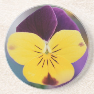 USA, Utah, Close-Up of Viola tricolor in garden Coaster