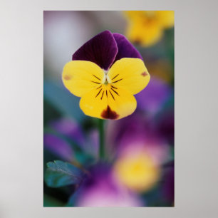 USA, Utah, Close-Up of Viola tricolor in garden Poster