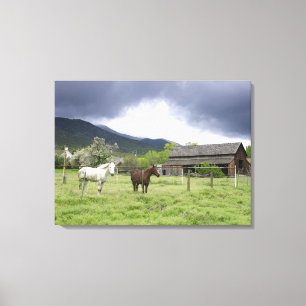 USA, Utah, Horses on ranch Canvas Print