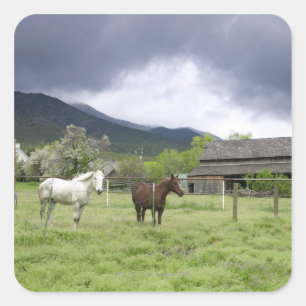 USA, Utah, Horses on ranch Square Sticker