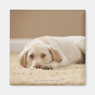 USA, Utah, Lehi, Portrait of Yellow Labrador Magnet