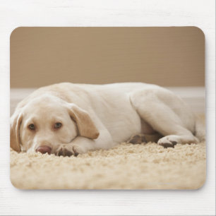 USA, Utah, Lehi, Portrait of Yellow Labrador Mouse Mat