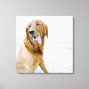 USA, Utah, Salt Lake City, Half shaved Golden Canvas Print